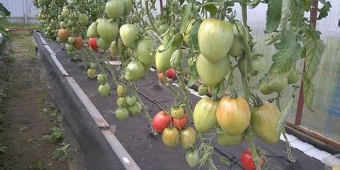 Kada saditi paradajz u stakleniku u predgrađu